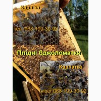 Плідні молоді бджоломатки, плодные матки Карника Peschetz Пешец