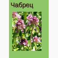 Куплю Чабрец