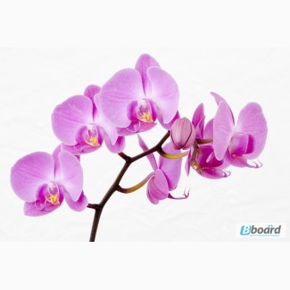 Продам кактусы орхидеи комнатные цветы и многолетние цветы для сада