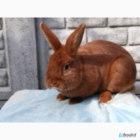 Продам кроликов НЗК
