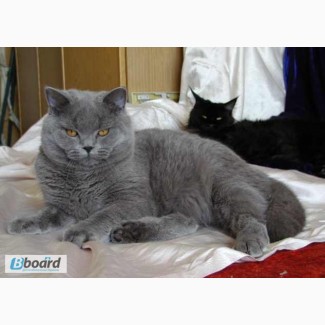 Британский короткошерстный котенок, окрас - голубой, подрощенный