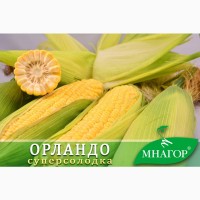 Кукуруза сахарная Орландо F1, Sh2, 78-80 дней, 4000 семян