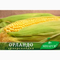 Кукуруза сахарная Орландо F1, Sh2, 78-80 дней, 4000 семян