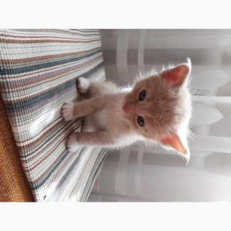 Отдам котят в хорошие руки