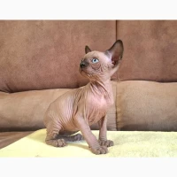 Канадский сфинкс котята