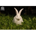 Мини-фермы для разведения кроликов-акселератов («Белый великан» и «Серебристый»)!