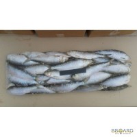 Тюлька копченая, бычок вяленый, Рапана, Калкан, рыба и морепродукты