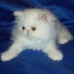 Персидские Белые котята