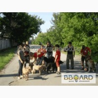 Услуги животным Донецк и область