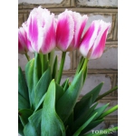 Тюльпаны оптом ко Дню Валентина и к 8 Марта