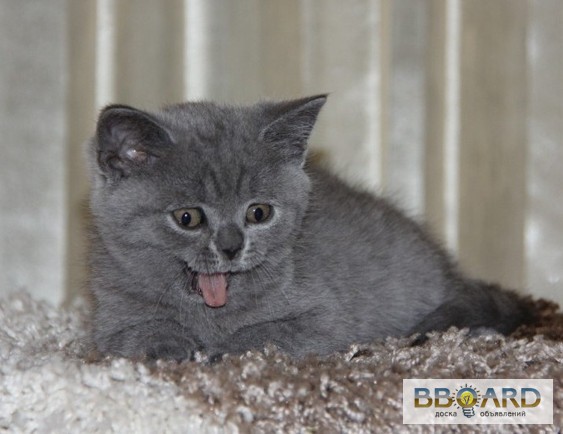 Фото 3. Британские котята - плюшки.