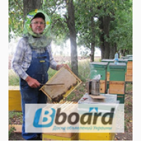Продам пчелосемьи