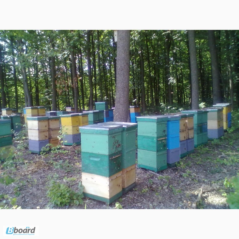 Фото 4. Продам пчелосемьи