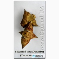 Семена водяного ореха, Чилима / Trapa natans - 2 ореха