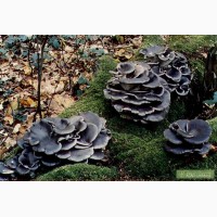 Семена грибов. Вешенка синий чулок, колумбийская