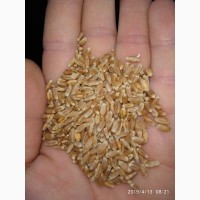 Продам зерно пшеницы на Экспорт