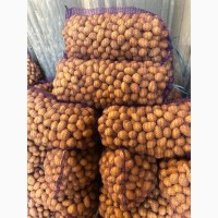 ФГ продає насінневу картоплю сортів Гранада та Королева Анна з господарства