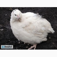 Инкубационные яйца перепелов