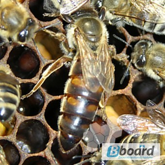 Фото 4. Пчеломатки карника, неплодные и плодные, пчелопакеты