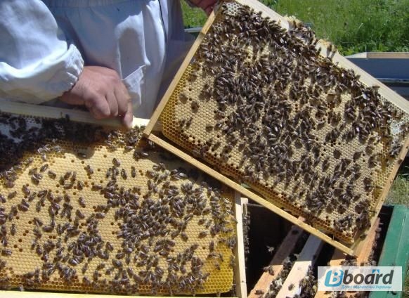 Фото 2. Пчеломатки карника, неплодные и плодные, пчелопакеты