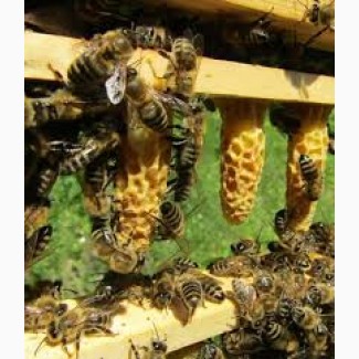 Пчеломатки карника, неплодные и плодные, пчелопакеты