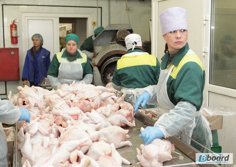 Рабочие на куриный завод в Польшу