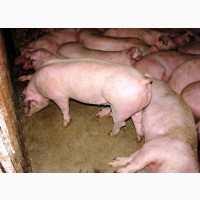 Продажа свиней мясного направления, опт 115 средний вес