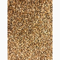 Компания на постоянной основе закупает пшеницу фуражную
