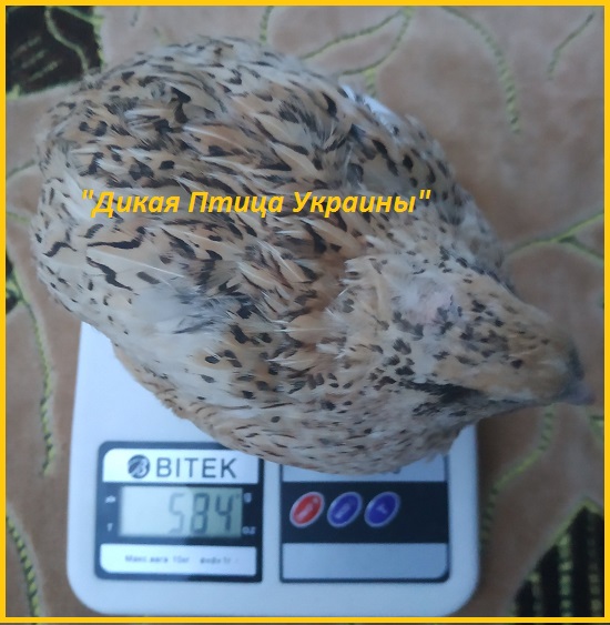Фото 2. Феникс яйца инкубационные перепела - (France)