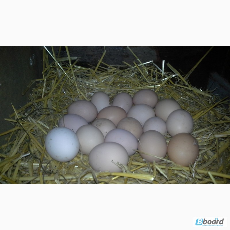 Фото 4. Продам інкубаційні яйця, курей породи Домінант С 3