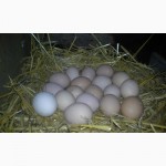 Продам інкубаційні яйця, курей породи Домінант С 3