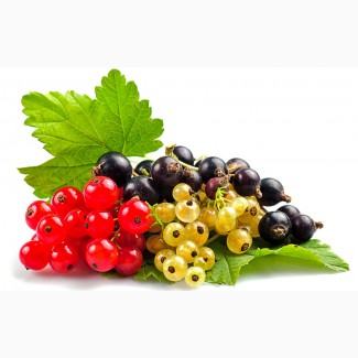 Смородина Черная, Красная, Желтая, питомник выращивает плодово-ягодные кустарники есть опт