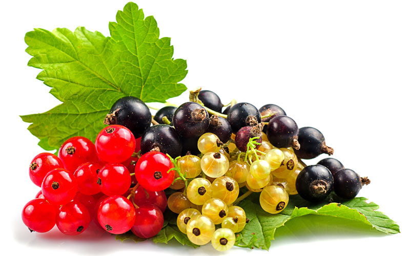 Смородина Черная, Красная, Желтая, питомник выращивает плодово-ягодные кустарники есть опт