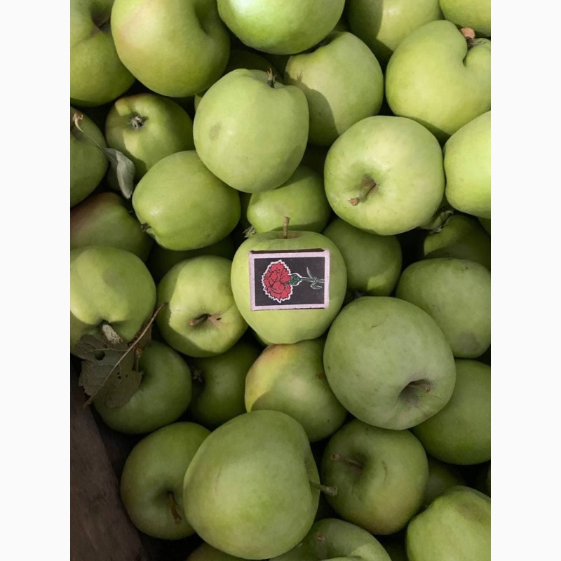 Фото 2. Оптовий продаж яблук з холодильника