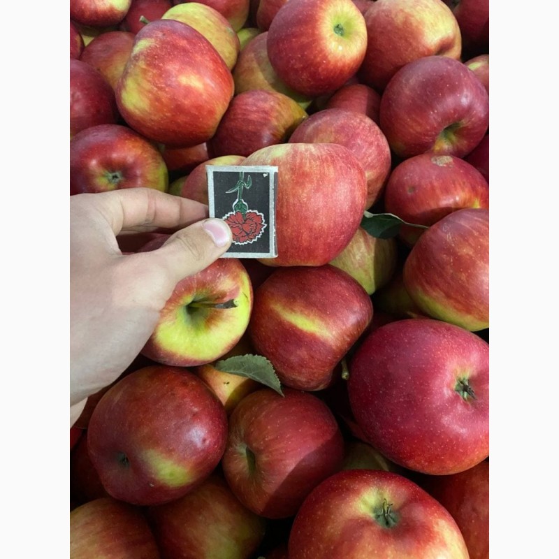 Фото 3. Оптовий продаж яблук з холодильника
