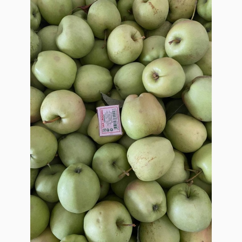 Фото 4. Оптовий продаж яблук з холодильника