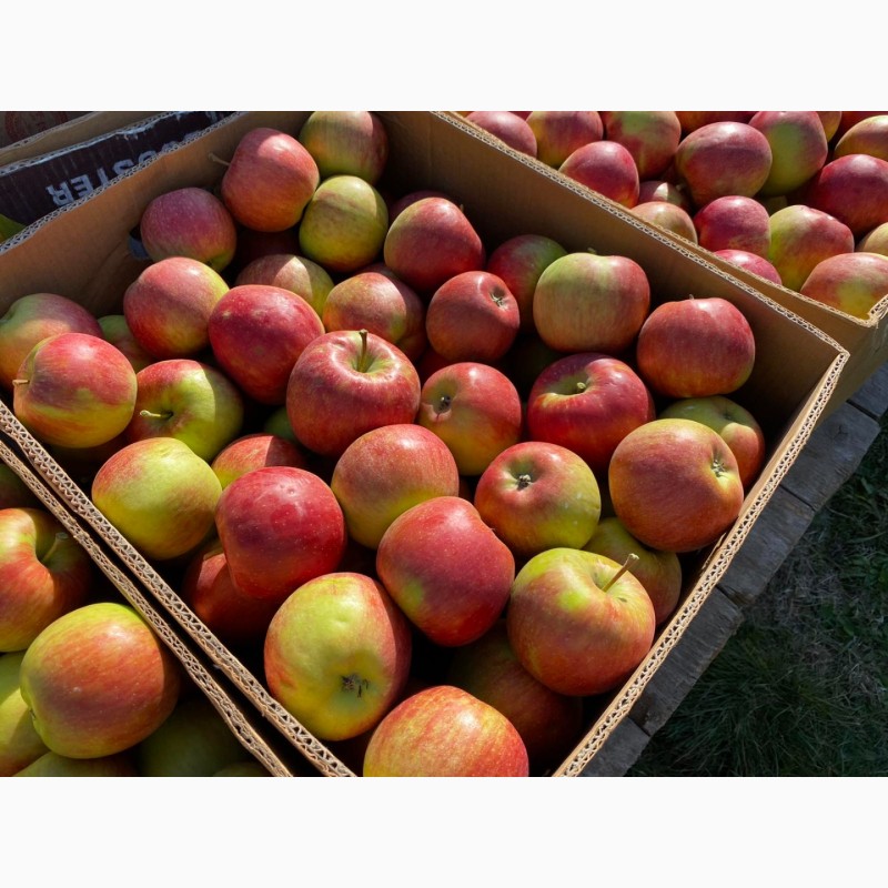 Фото 5. Оптовий продаж яблук з холодильника