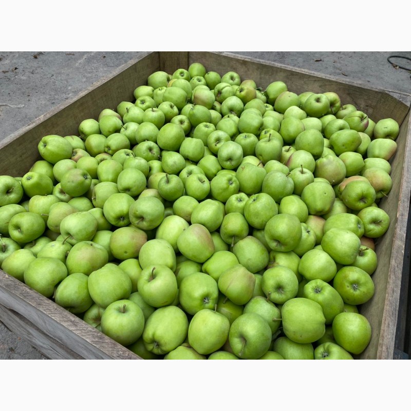 Фото 6. Оптовий продаж яблук з холодильника