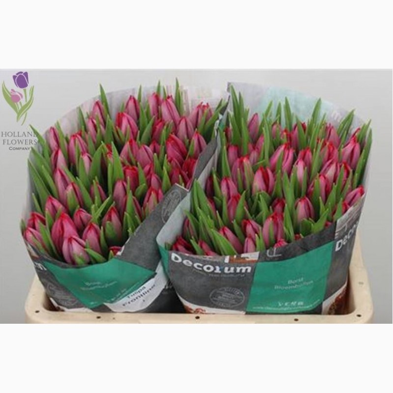 Фото 10. Tulip, Тюльпан, ОПТ, к 8 Марта, Киев, Украина, до 8 березня