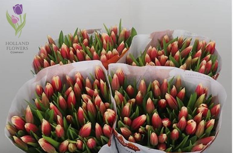 Фото 11. Tulip, Тюльпан, ОПТ, к 8 Марта, Киев, Украина, до 8 березня