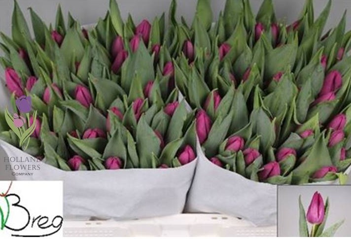 Фото 14. Tulip, Тюльпан, ОПТ, к 8 Марта, Киев, Украина, до 8 березня