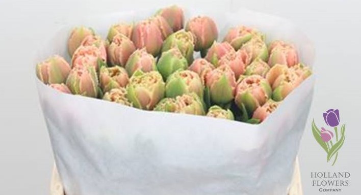 Фото 15. Tulip, Тюльпан, ОПТ, к 8 Марта, Киев, Украина, до 8 березня