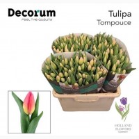Tulip, Тюльпан, ОПТ, к 8 Марта, Киев, Украина, до 8 березня