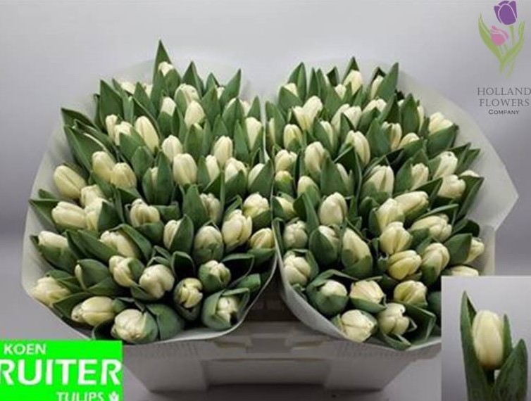 Фото 2. Tulip, Тюльпан, ОПТ, к 8 Марта, Киев, Украина, до 8 березня