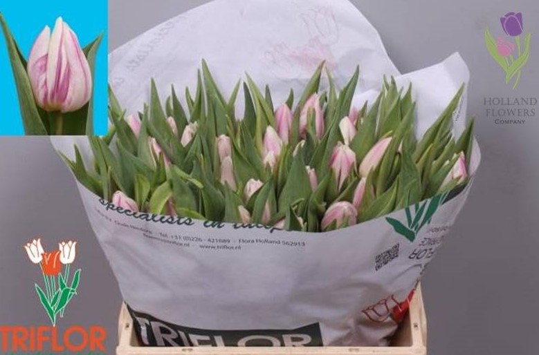 Фото 3. Tulip, Тюльпан, ОПТ, к 8 Марта, Киев, Украина, до 8 березня