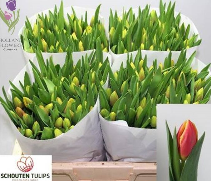 Фото 5. Tulip, Тюльпан, ОПТ, к 8 Марта, Киев, Украина, до 8 березня