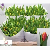 Tulip, Тюльпан, ОПТ, к 8 Марта, Киев, Украина, до 8 березня