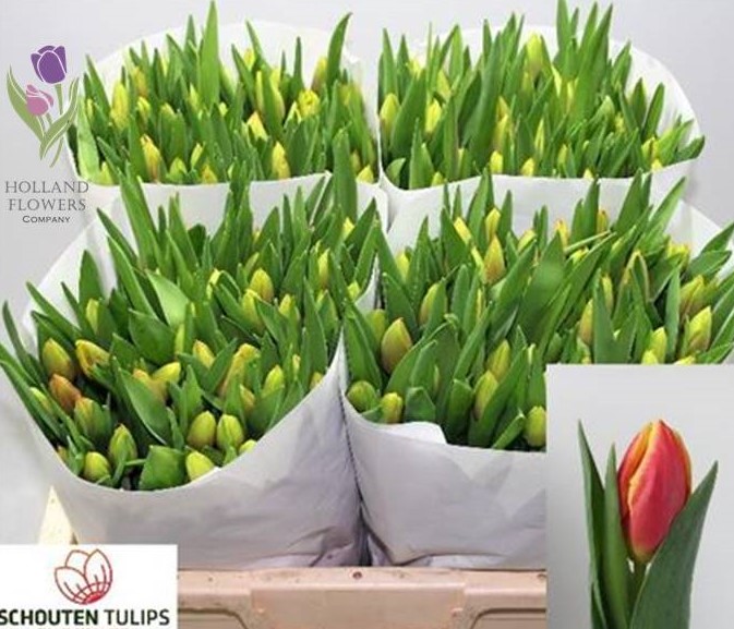 Фото 8. Tulip, Тюльпан, ОПТ, к 8 Марта, Киев, Украина, до 8 березня
