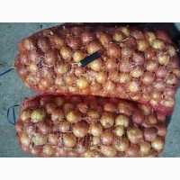 Продам лук оптом из Узбекистана