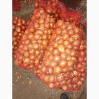 Продам лук оптом из Узбекистана